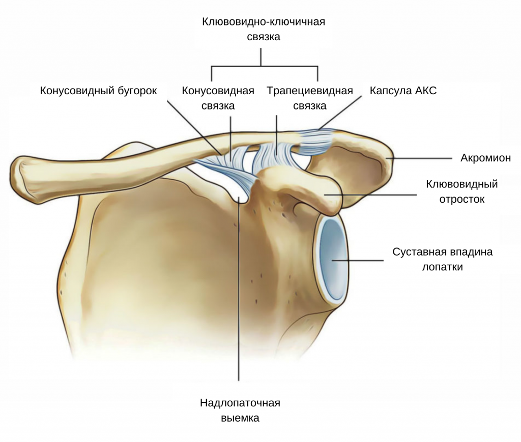 анатомия акромиально-ключичного сустава