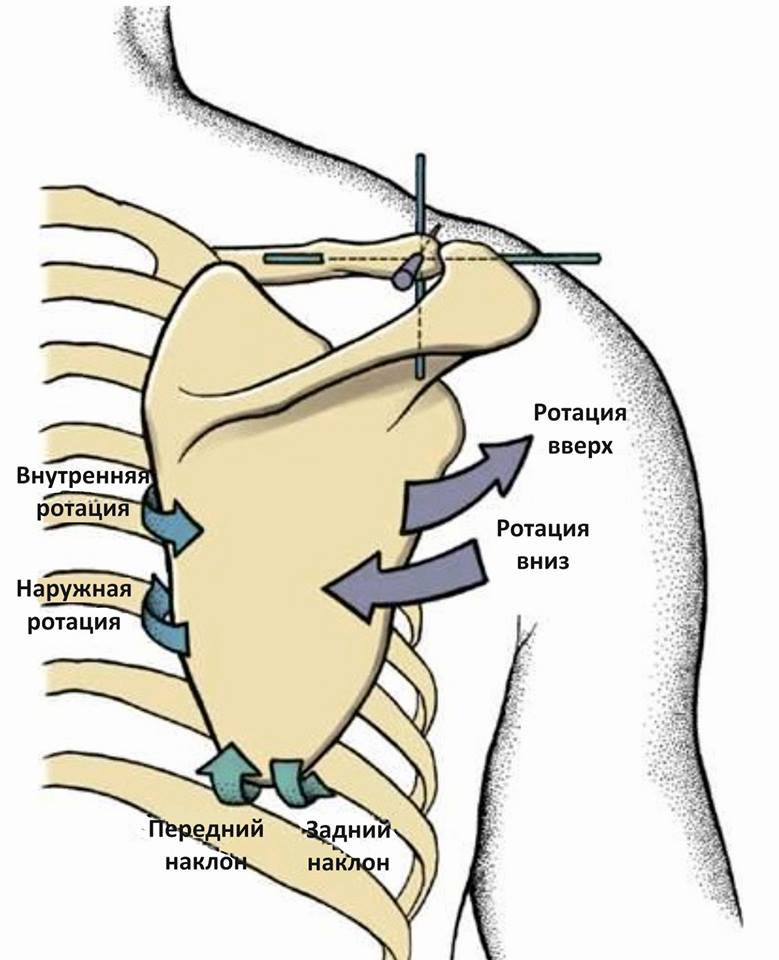 лопаточно-грудной сустав