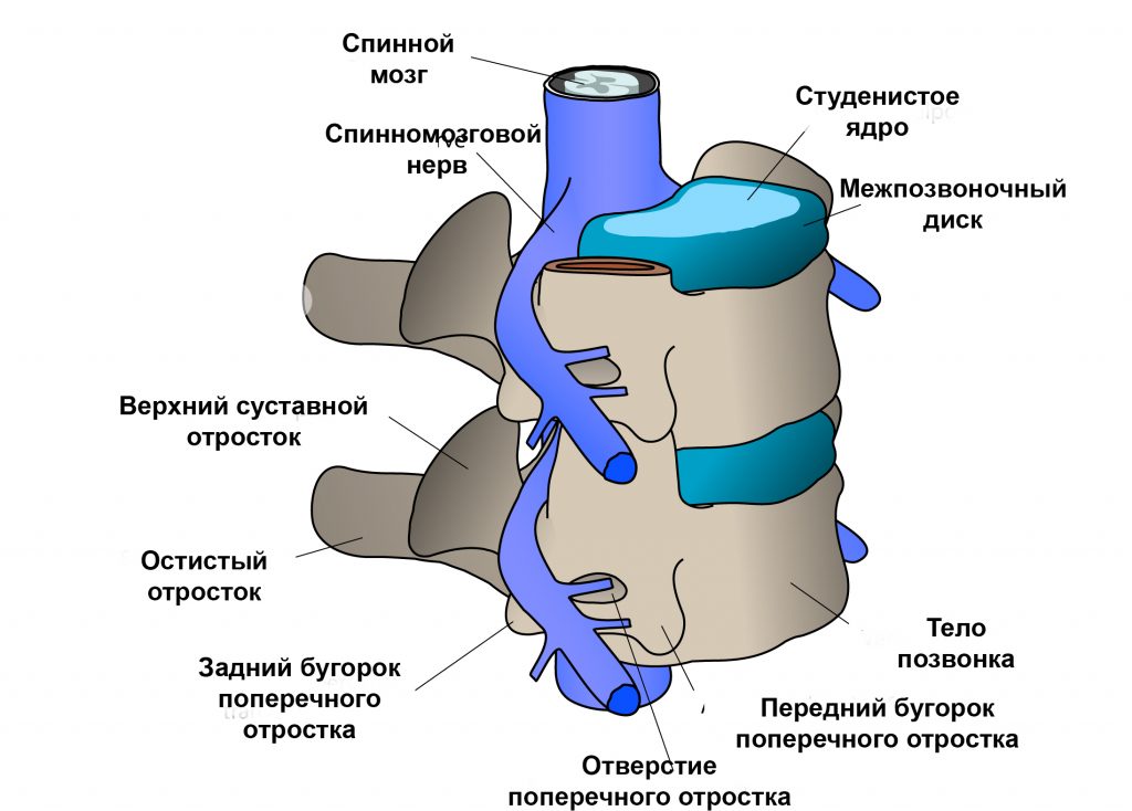 Клинически значимая анатомия