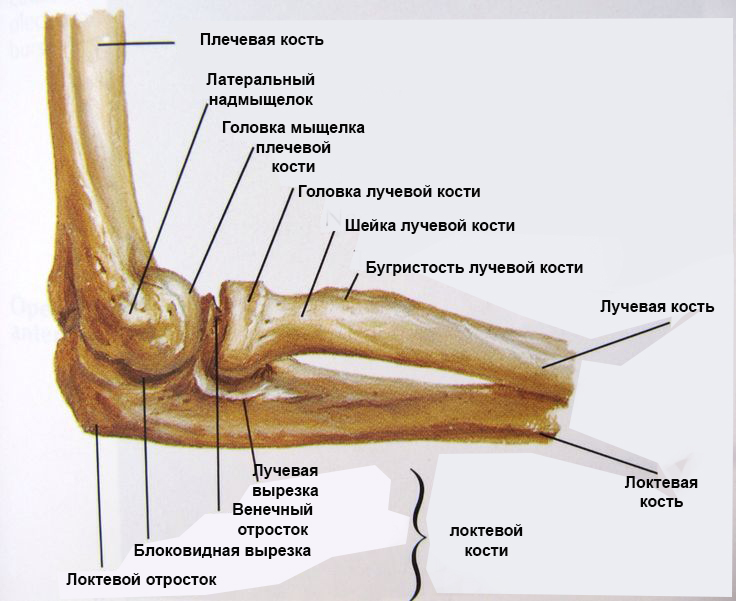 Дисплазия локтевого сустава (ДЛС)