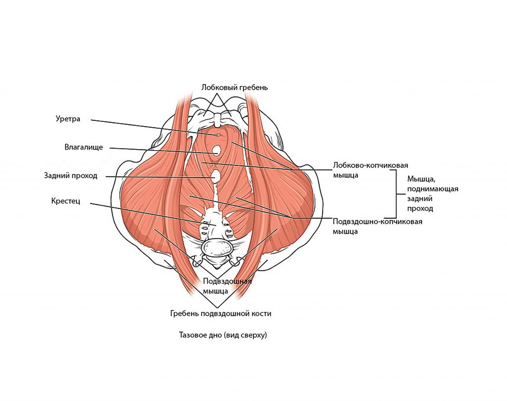 дисфункция лобкового симфиза