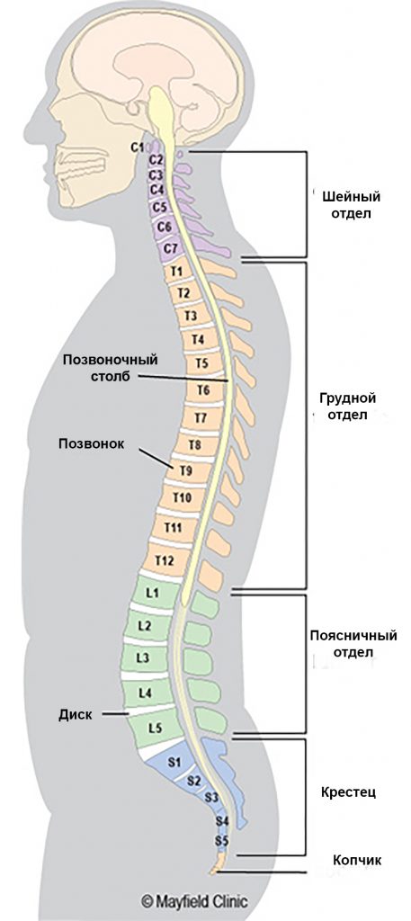 Искривление позвоночника: причины, симптомы, лечение, цены в СПб